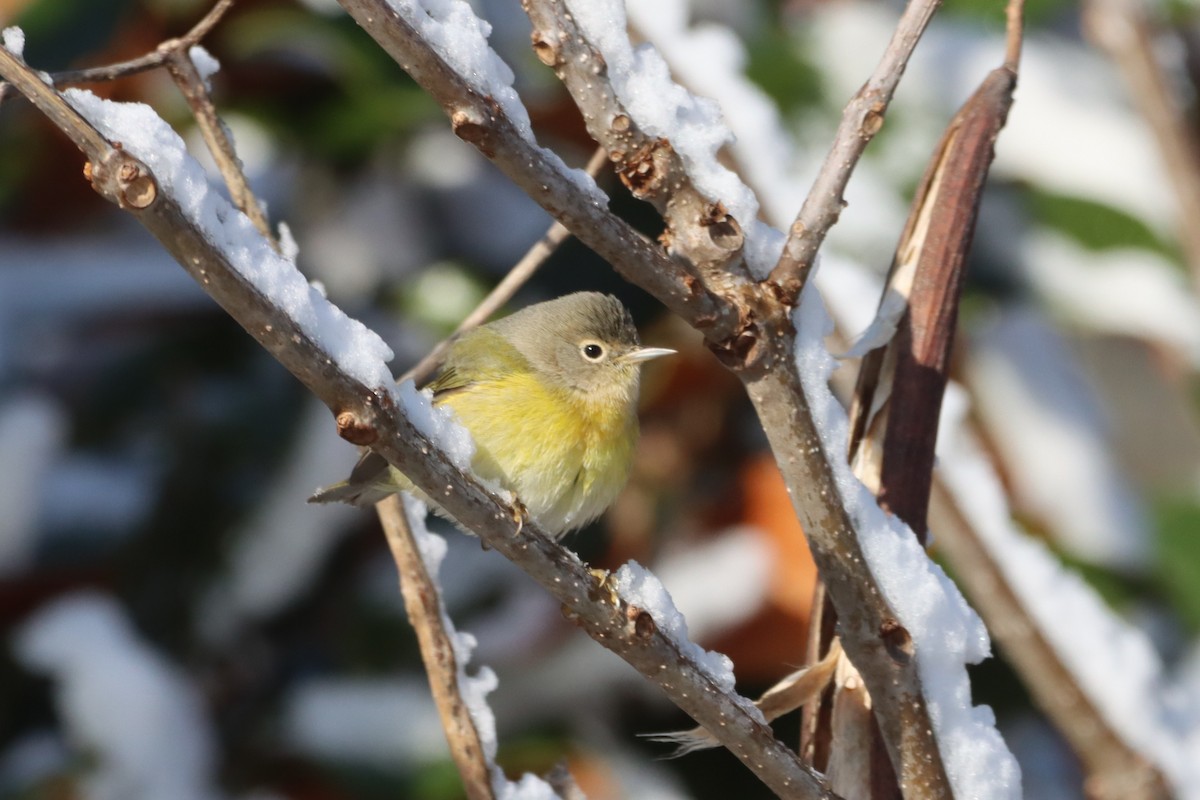 Nashville Warbler - ML646645229
