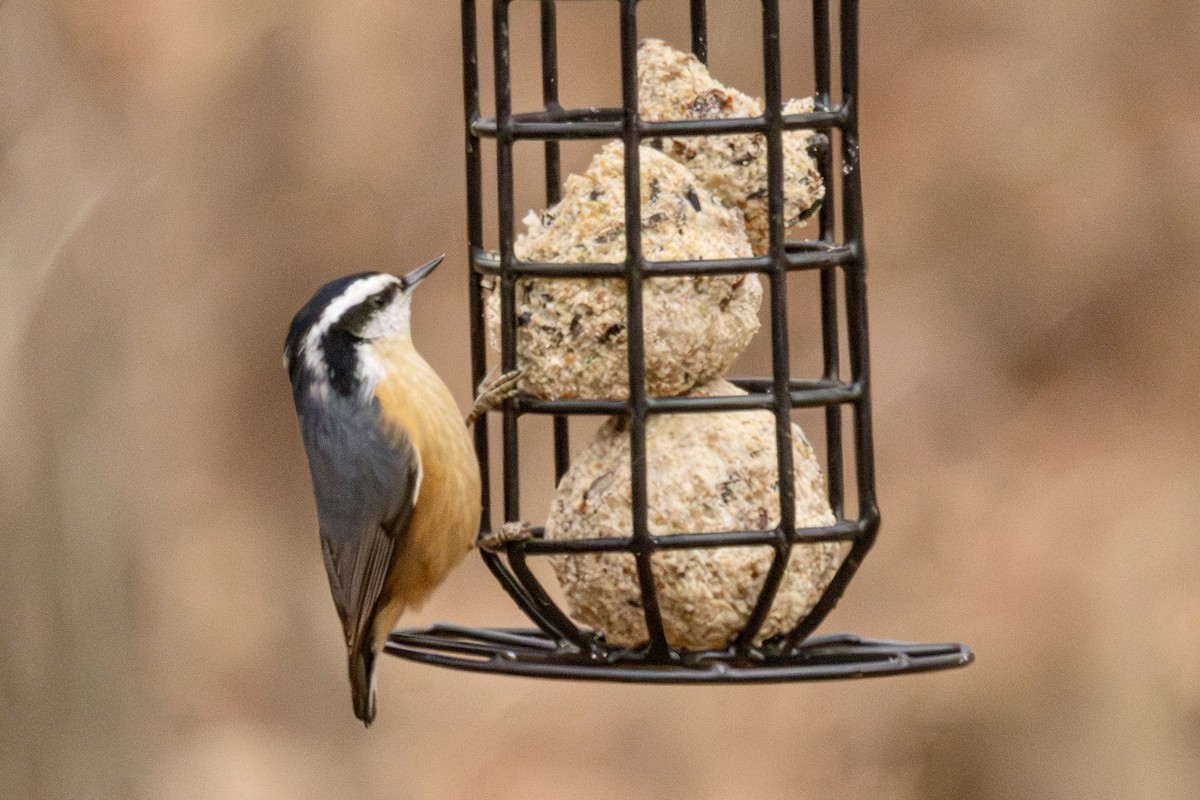 ムネアカゴジュウカラ - ML646645230