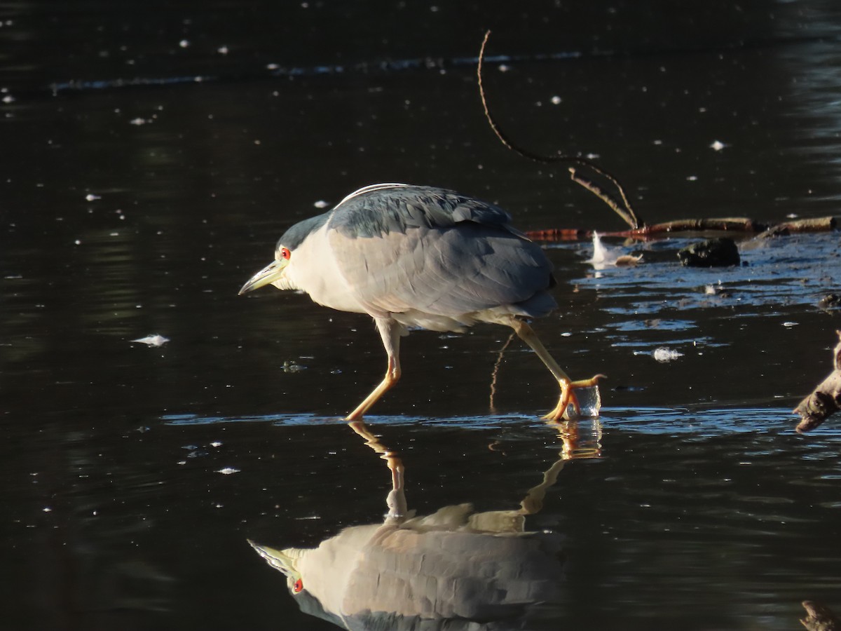 natthegre - ML646645232