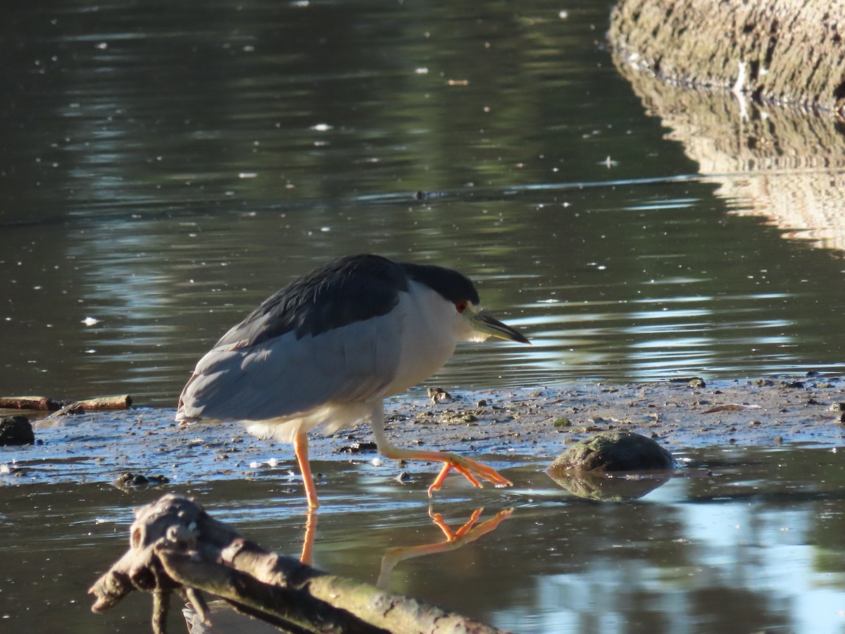 natthegre - ML646645233