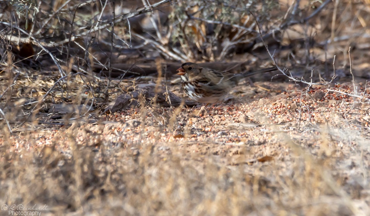 Harris Serçesi - ML646645239