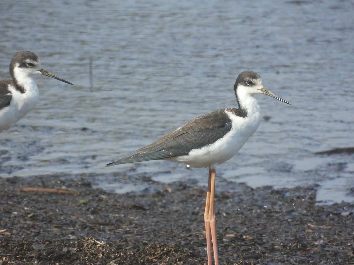 Black-necked Stilt (White-backed) - ML646645240