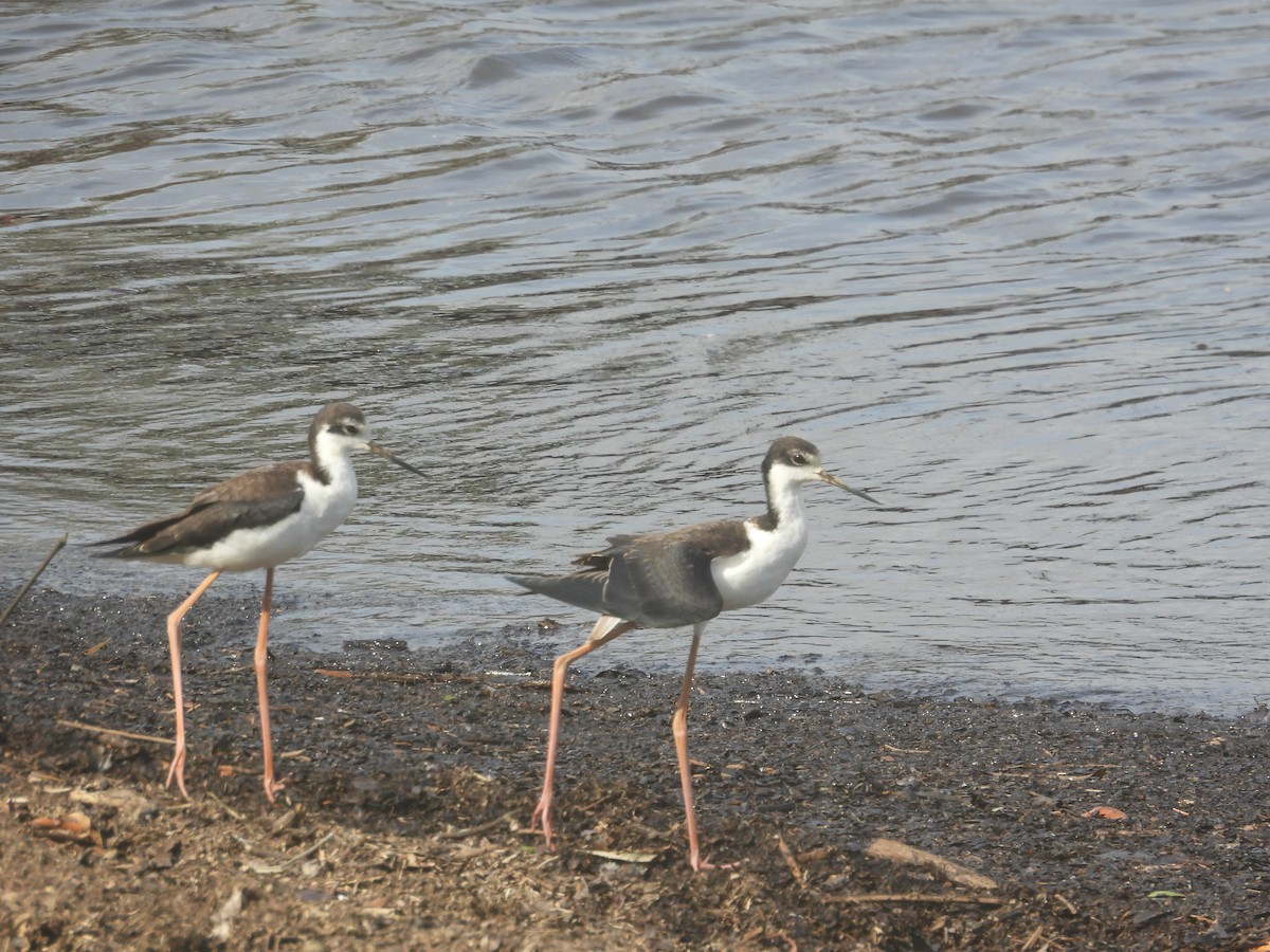 Black-necked Stilt (White-backed) - ML646645241