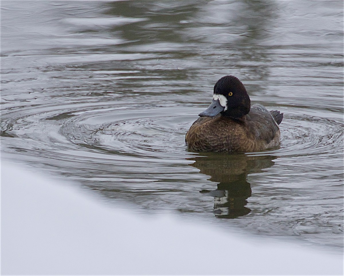 Lesser Scaup - ML646645242