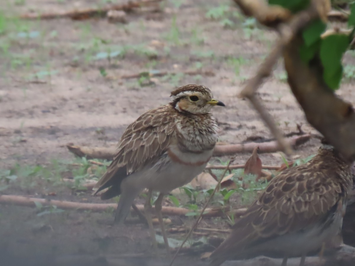 běhulík páskovaný - ML646645244