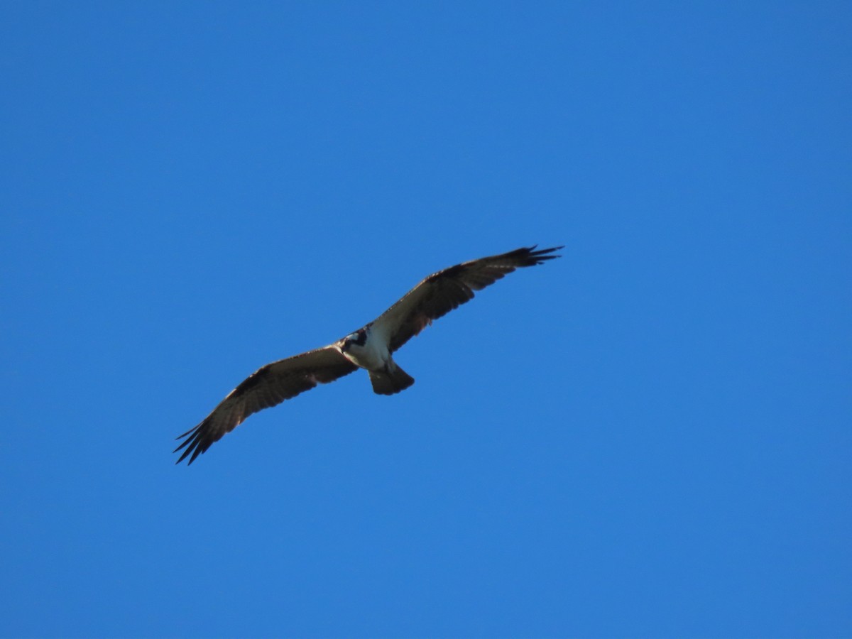 fiskeørn - ML646645248