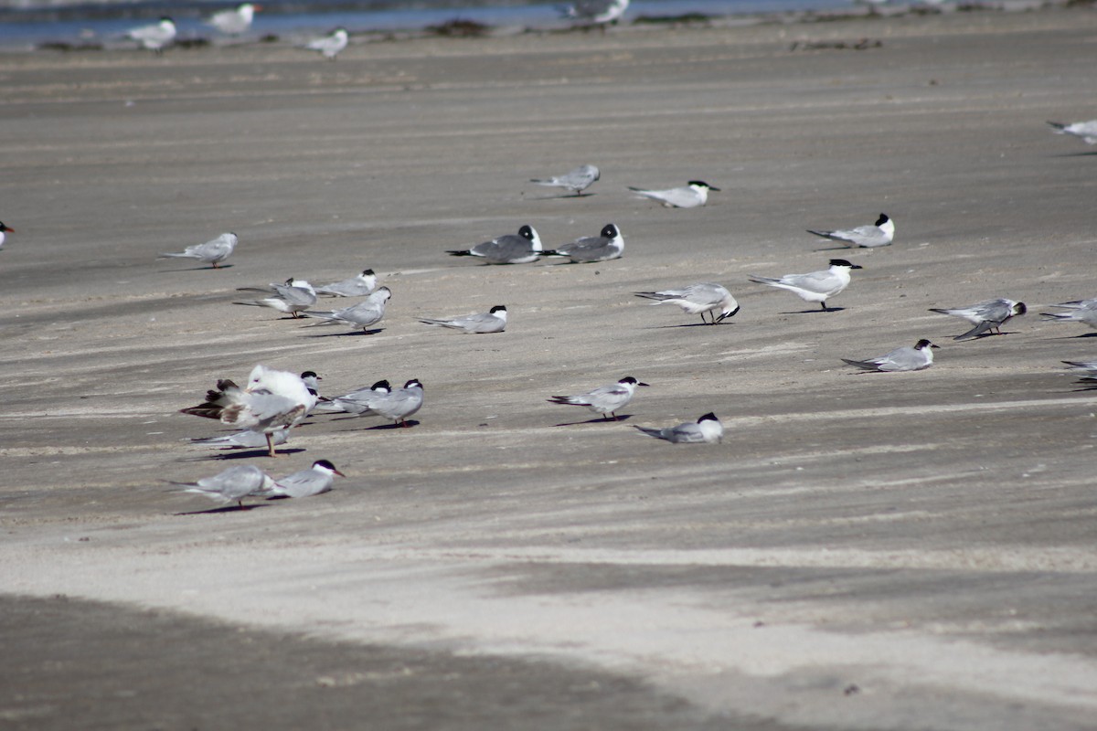 Крячок рябодзьобий - ML646645249