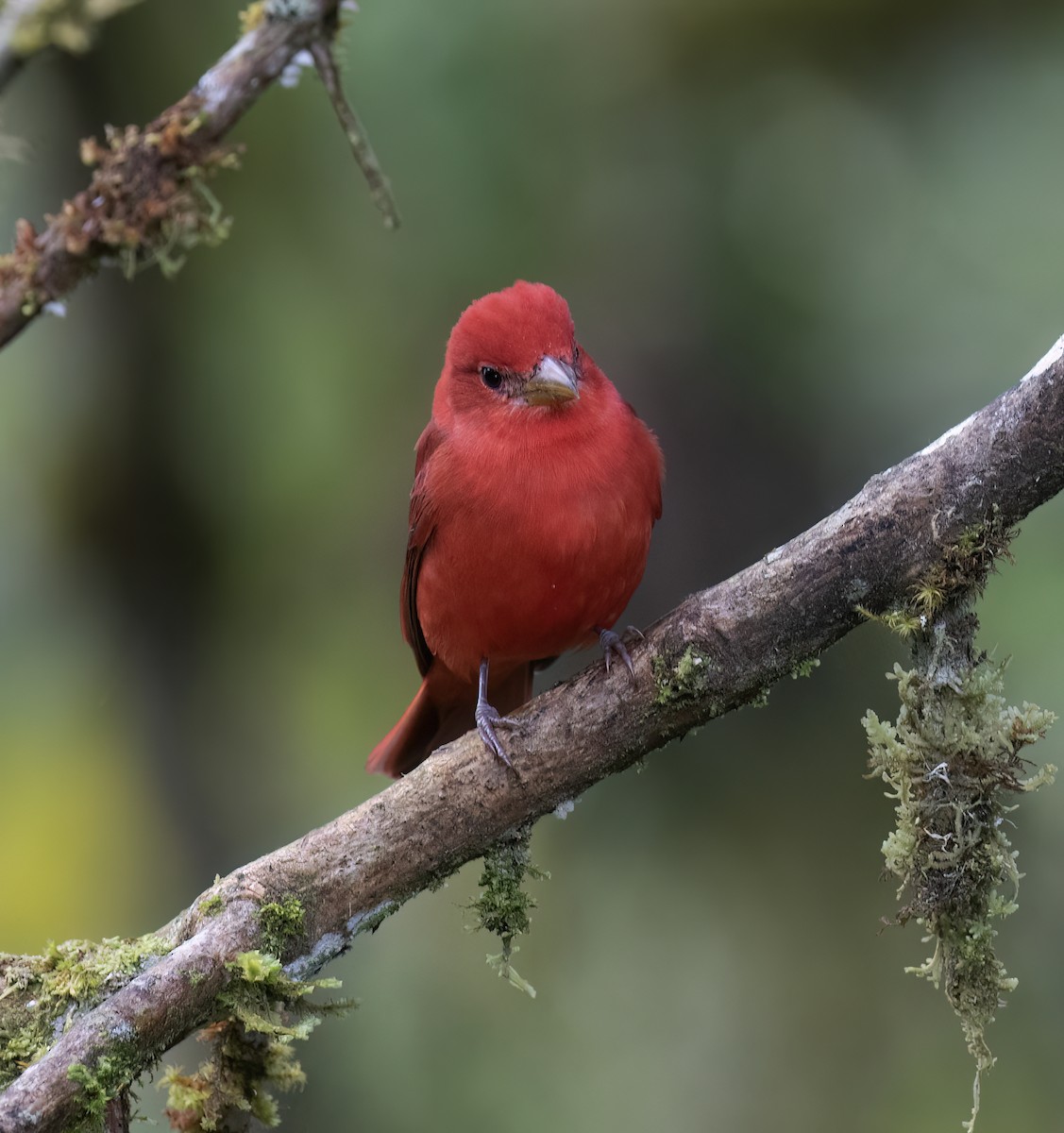 Summer Tanager - ML646645251
