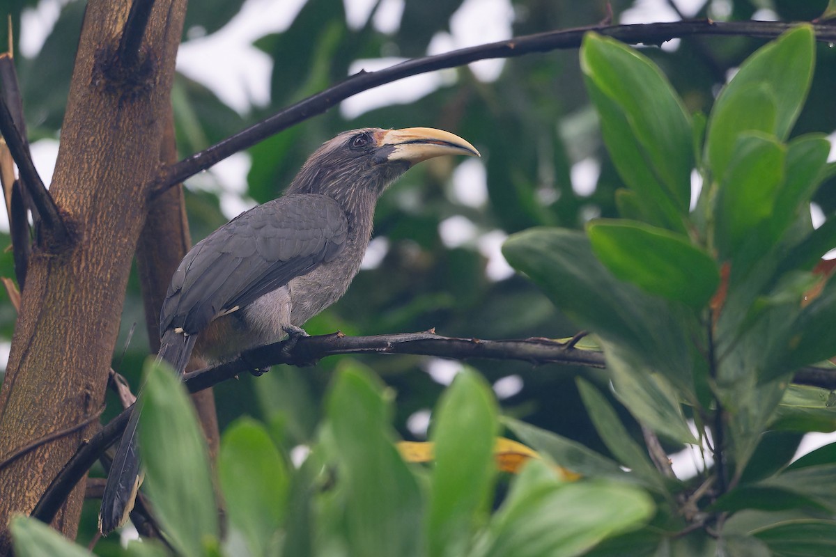 Calao gris - ML646645253