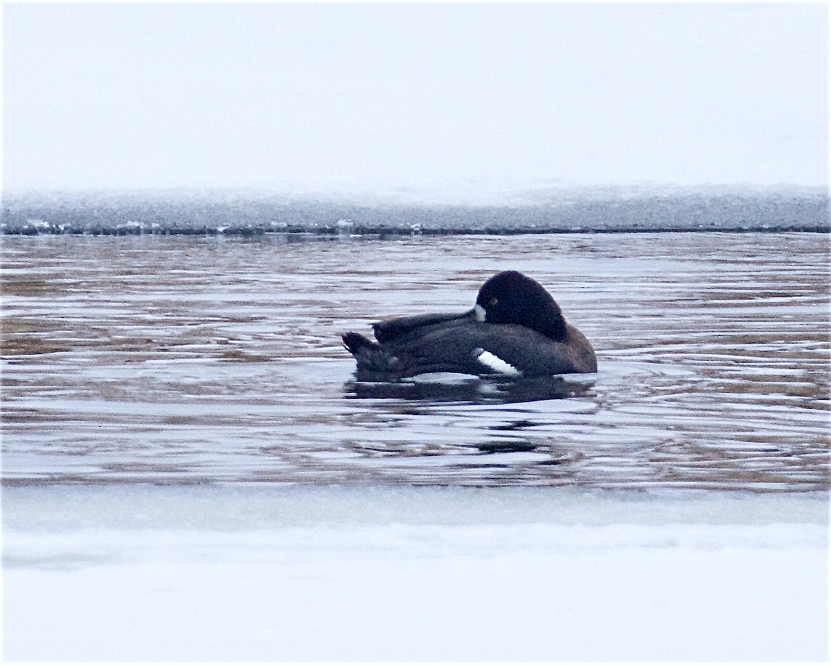 Lesser Scaup - ML646645255