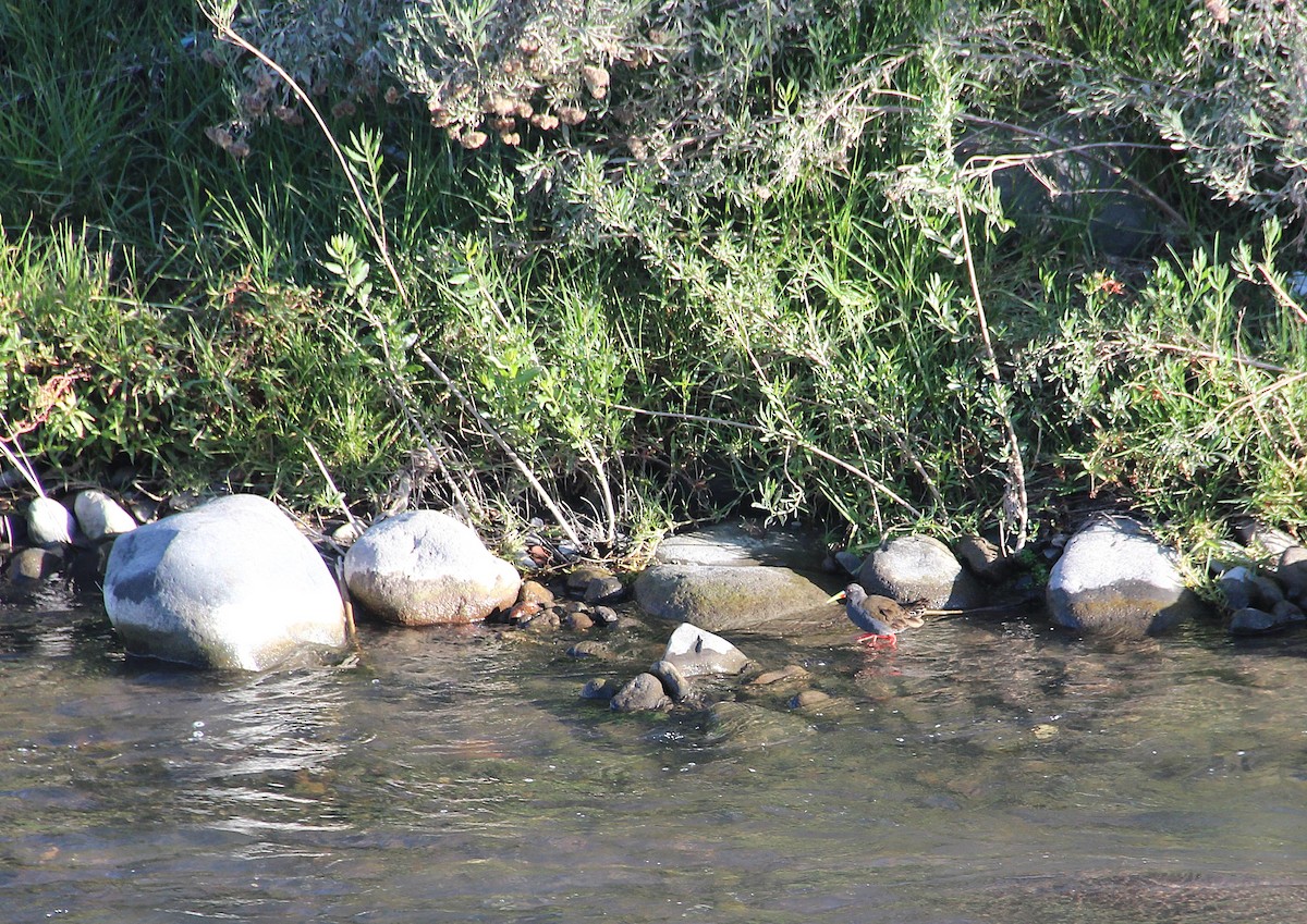 Kurşuni Sukılavuzu - ML646645261