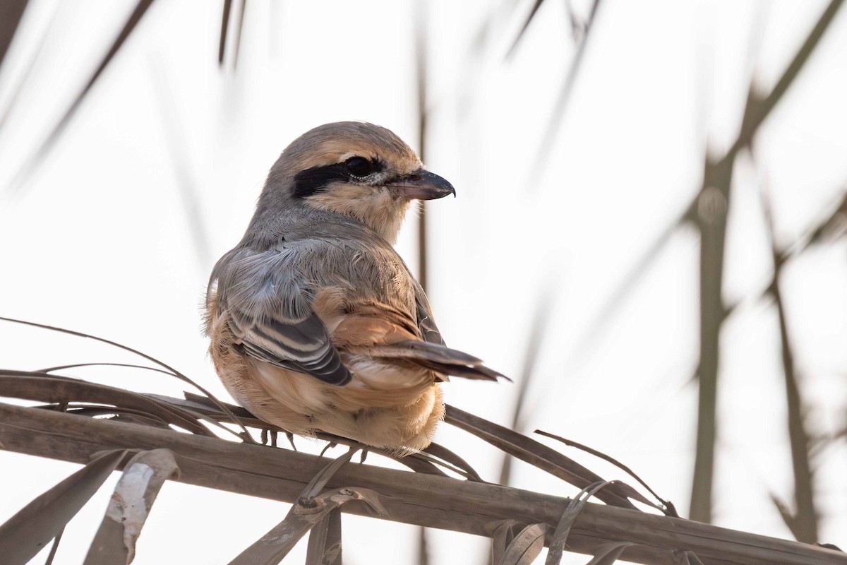 Isabelline Shrike - ML646645262