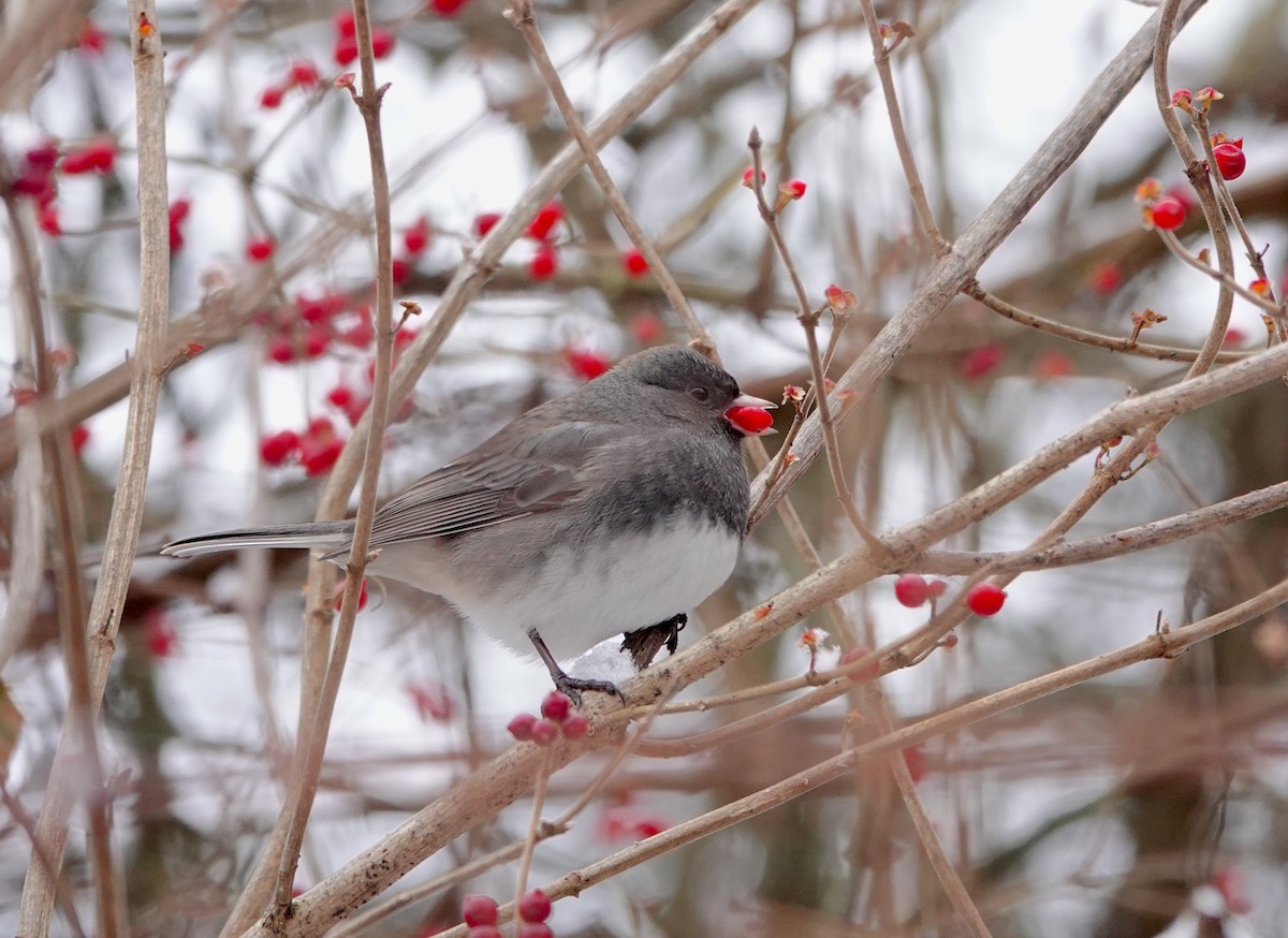 Dark-eyed Junco - ML646645265