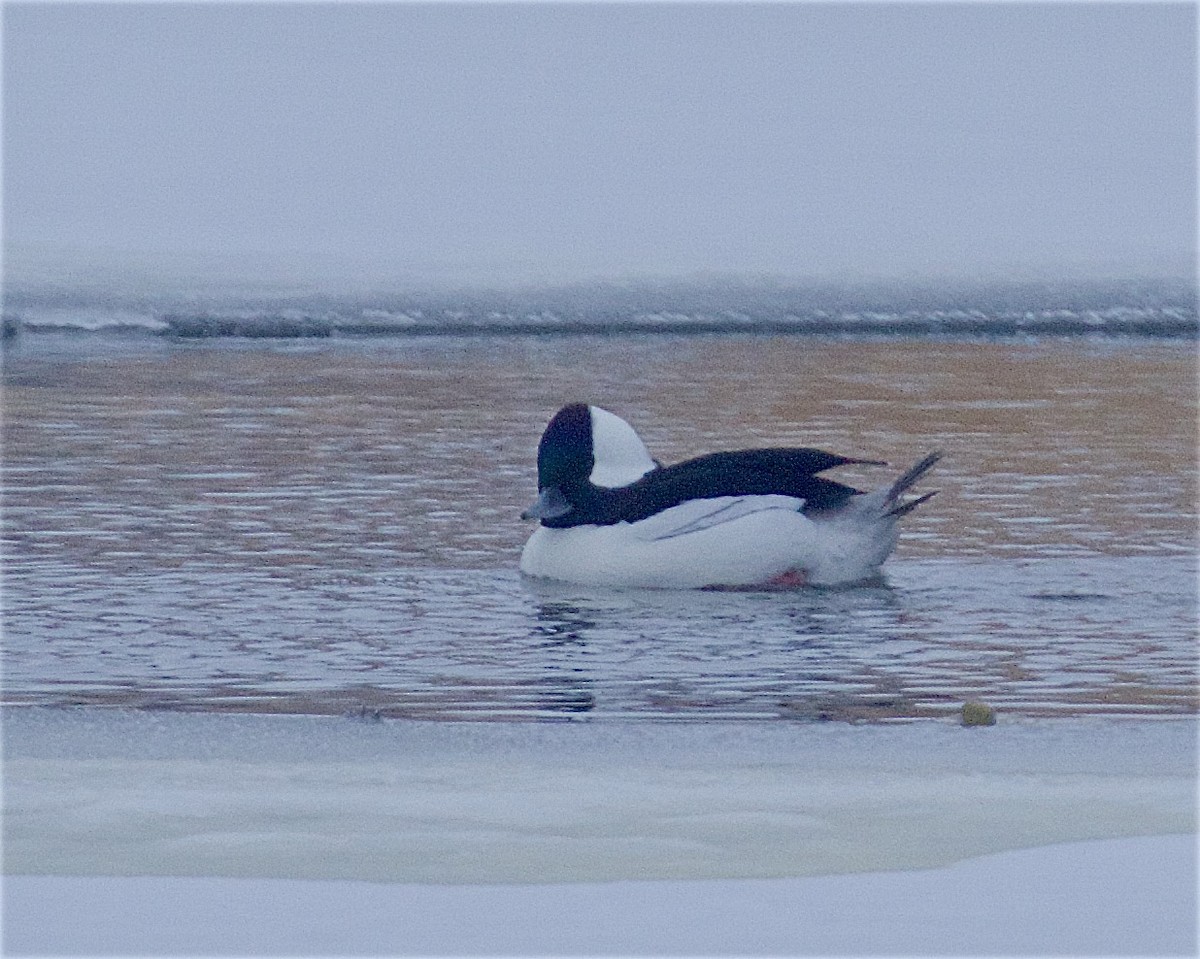 עבראש לבנוני - ML646645266