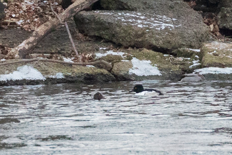 hohol severní x morčák chocholatý (hybrid) - ML646645267