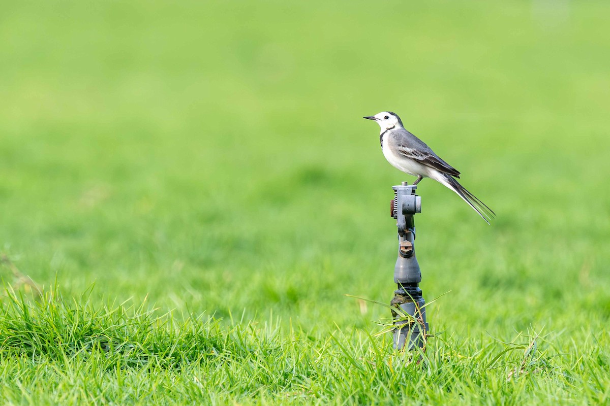 Bergeronnette grise - ML646645268