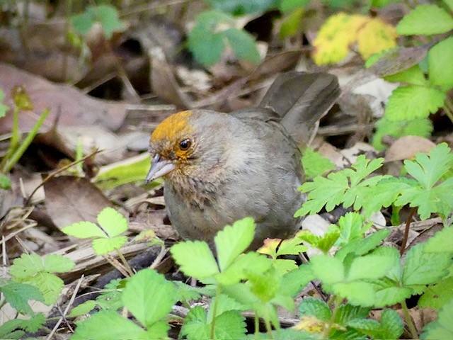 California Towhee - ML646645269