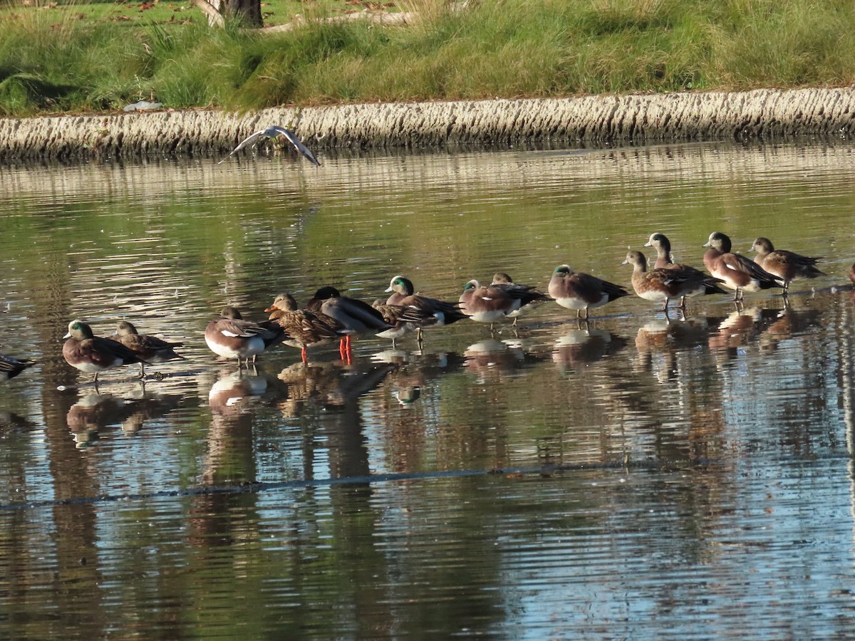 amerikablesand - ML646645270