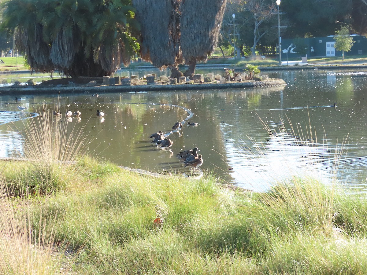 amerikablesand - ML646645271