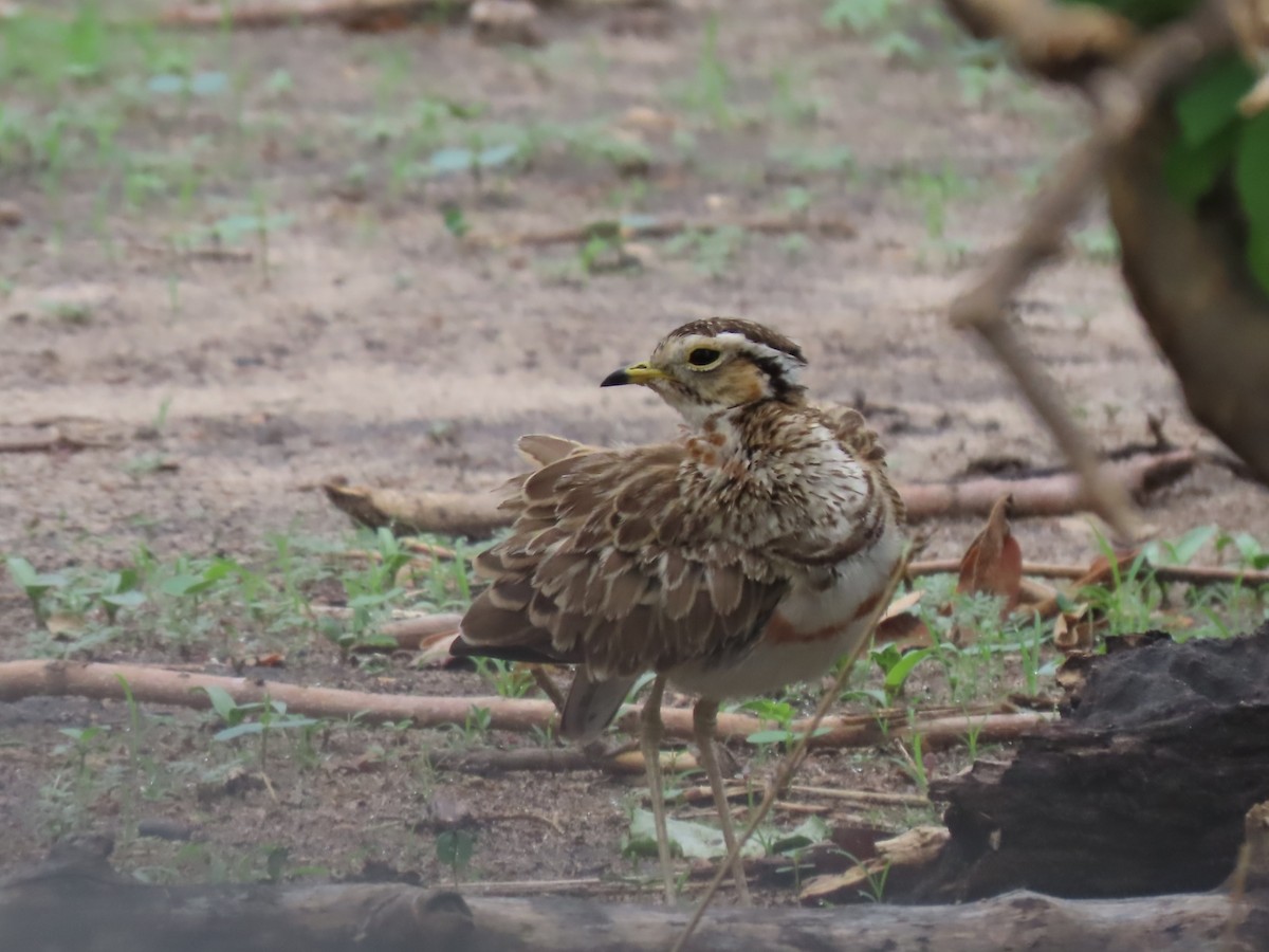 běhulík páskovaný - ML646645273