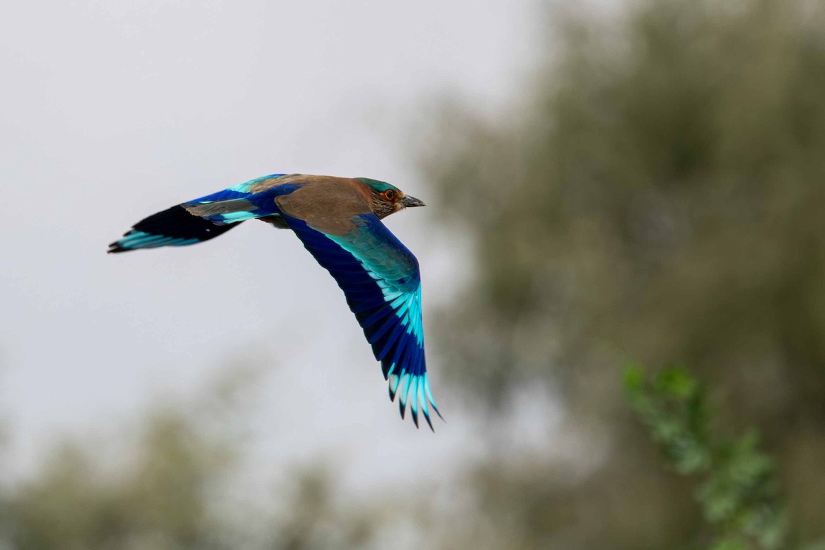 Indian Roller - ML646645278
