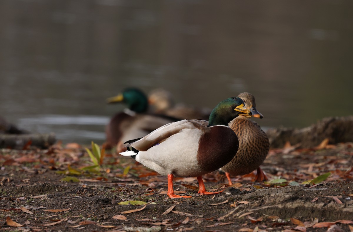 Mallard - ML646645281