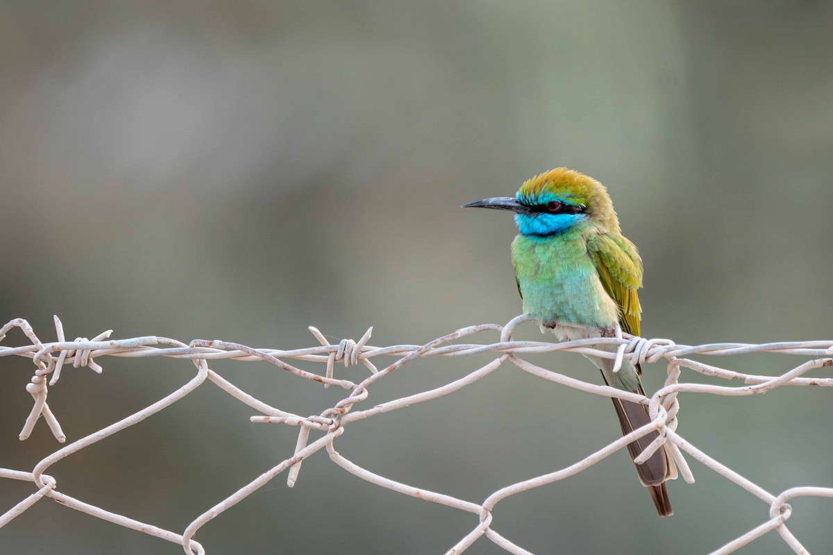 Arabian Green Bee-eater - ML646645282