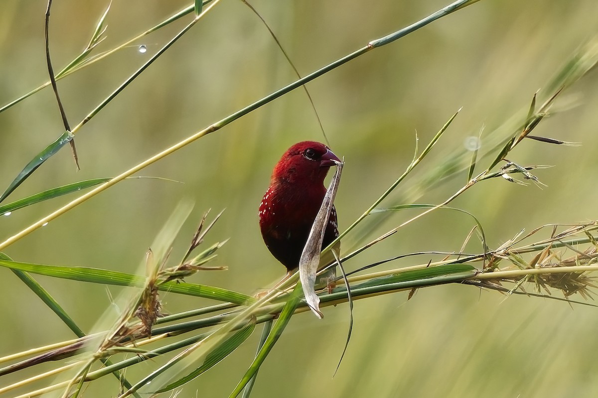 tigerastrild - ML646645283