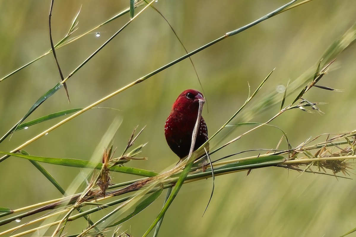 tigerastrild - ML646645284