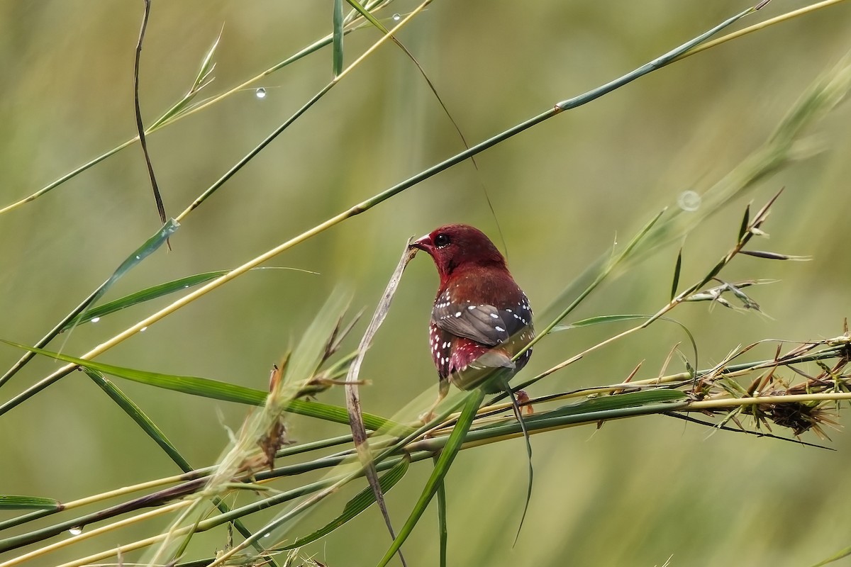 tigerastrild - ML646645285