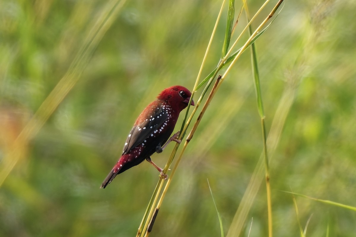 tigerastrild - ML646645286