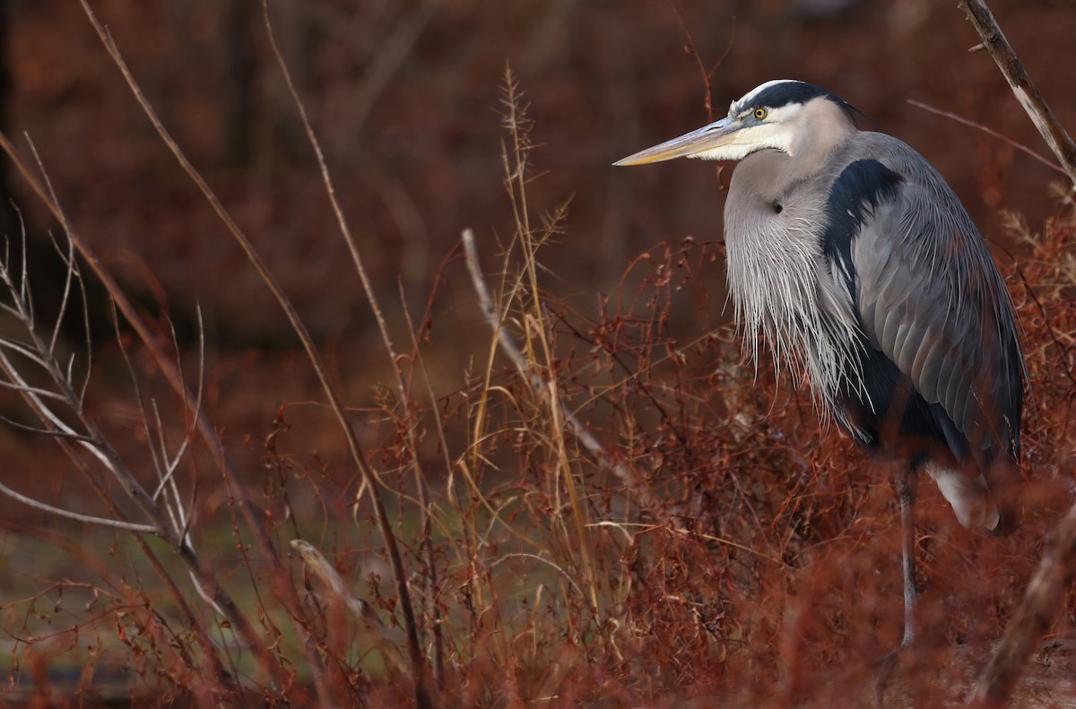 Great Blue Heron - ML646645289