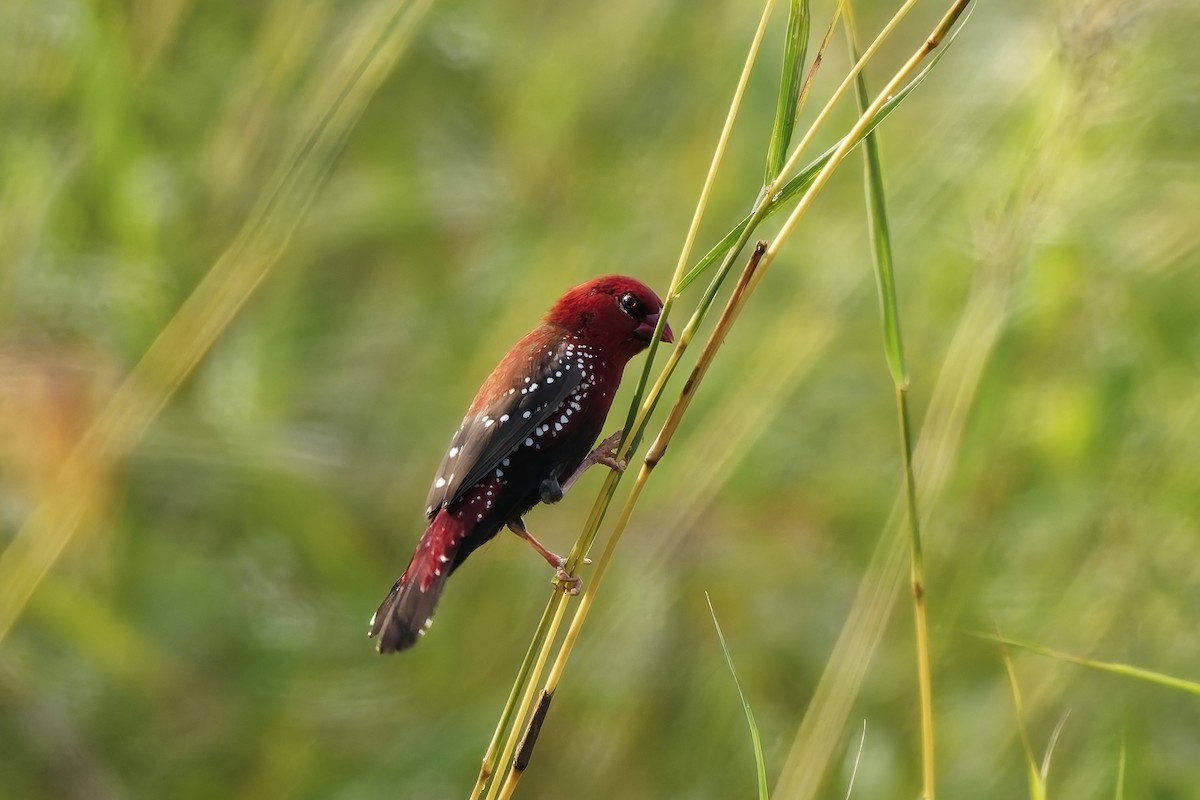 tigerastrild - ML646645291