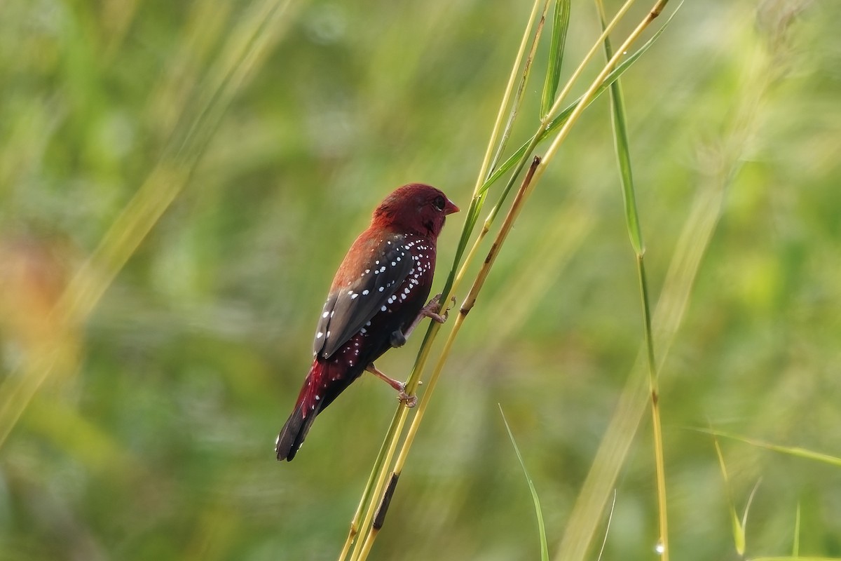 tigerastrild - ML646645294