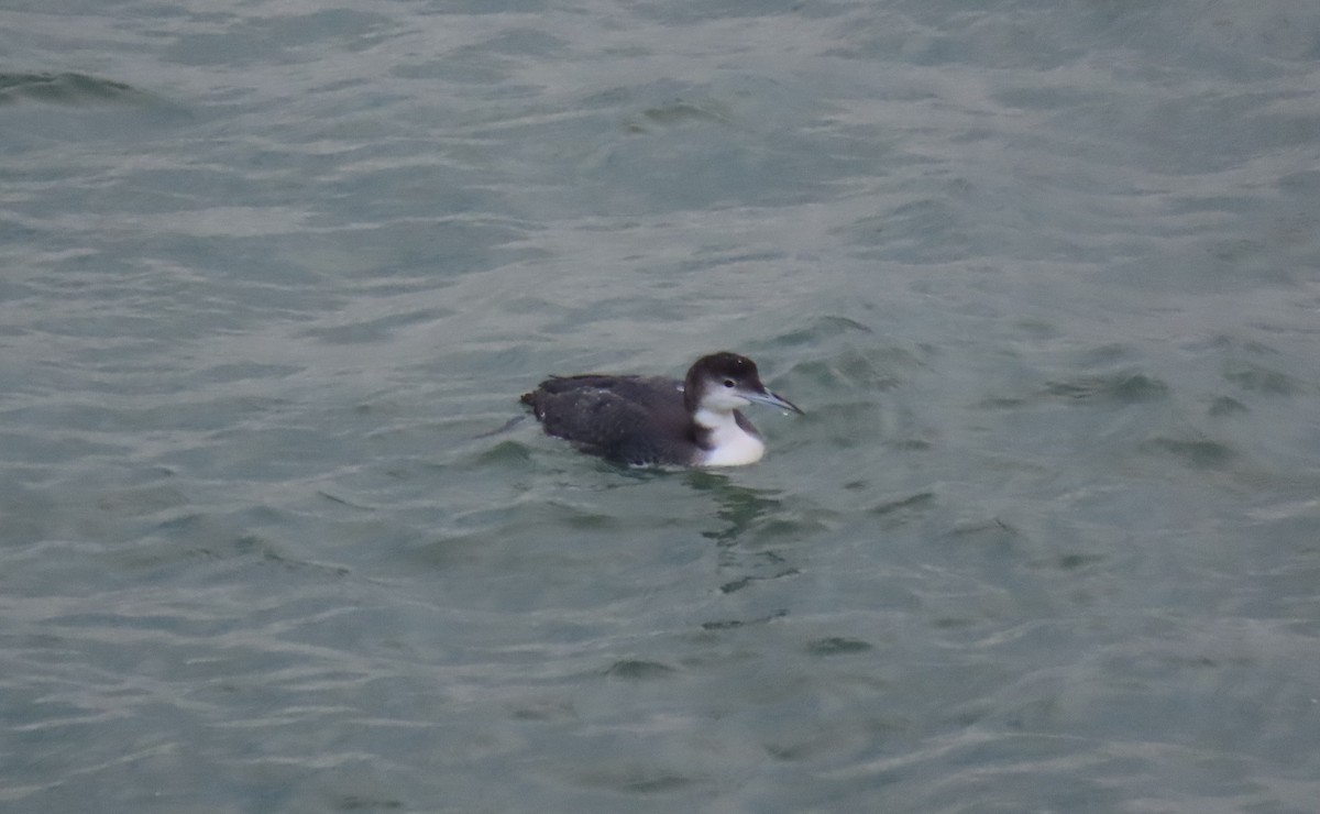 Common Loon - ML646645295