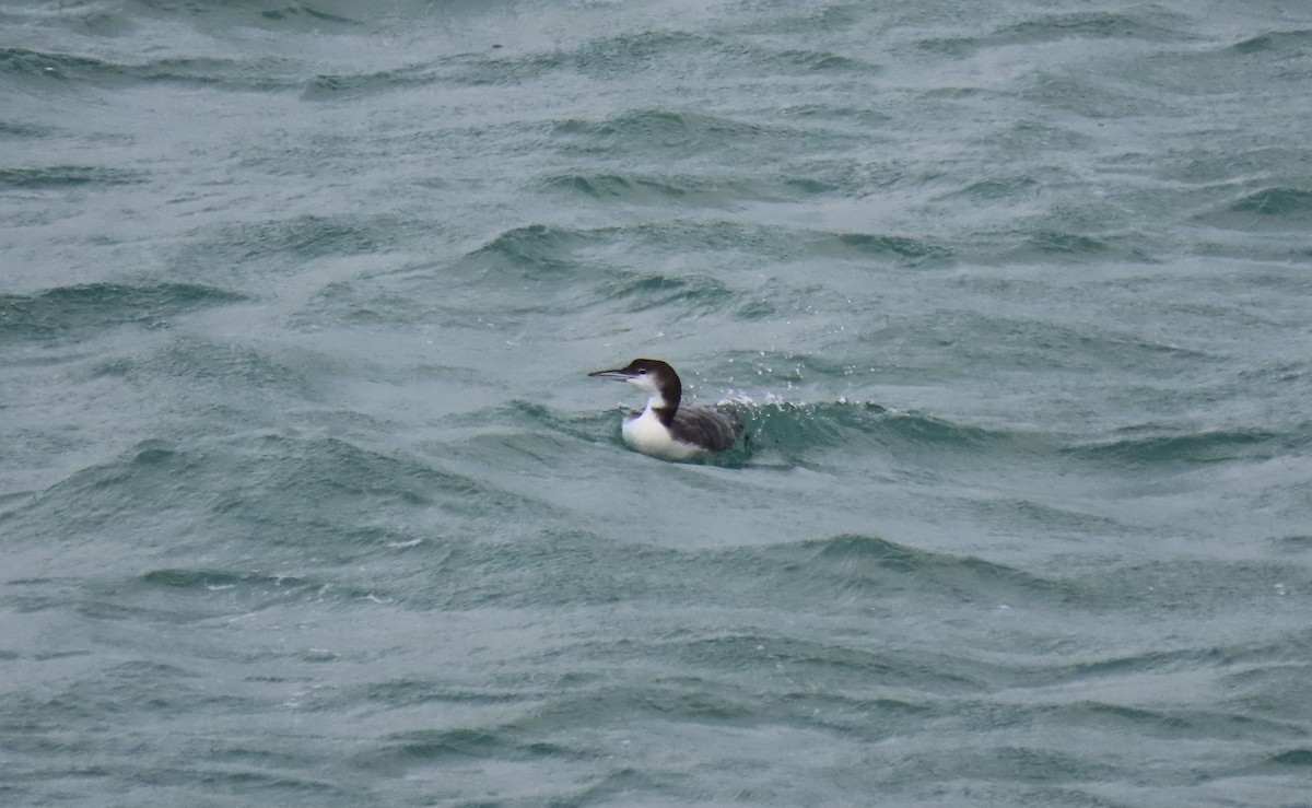 Common Loon - ML646645296