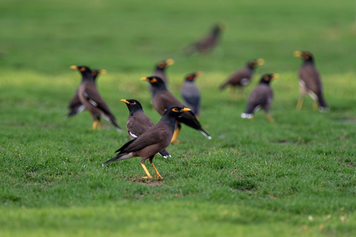 Common Myna - ML646645297