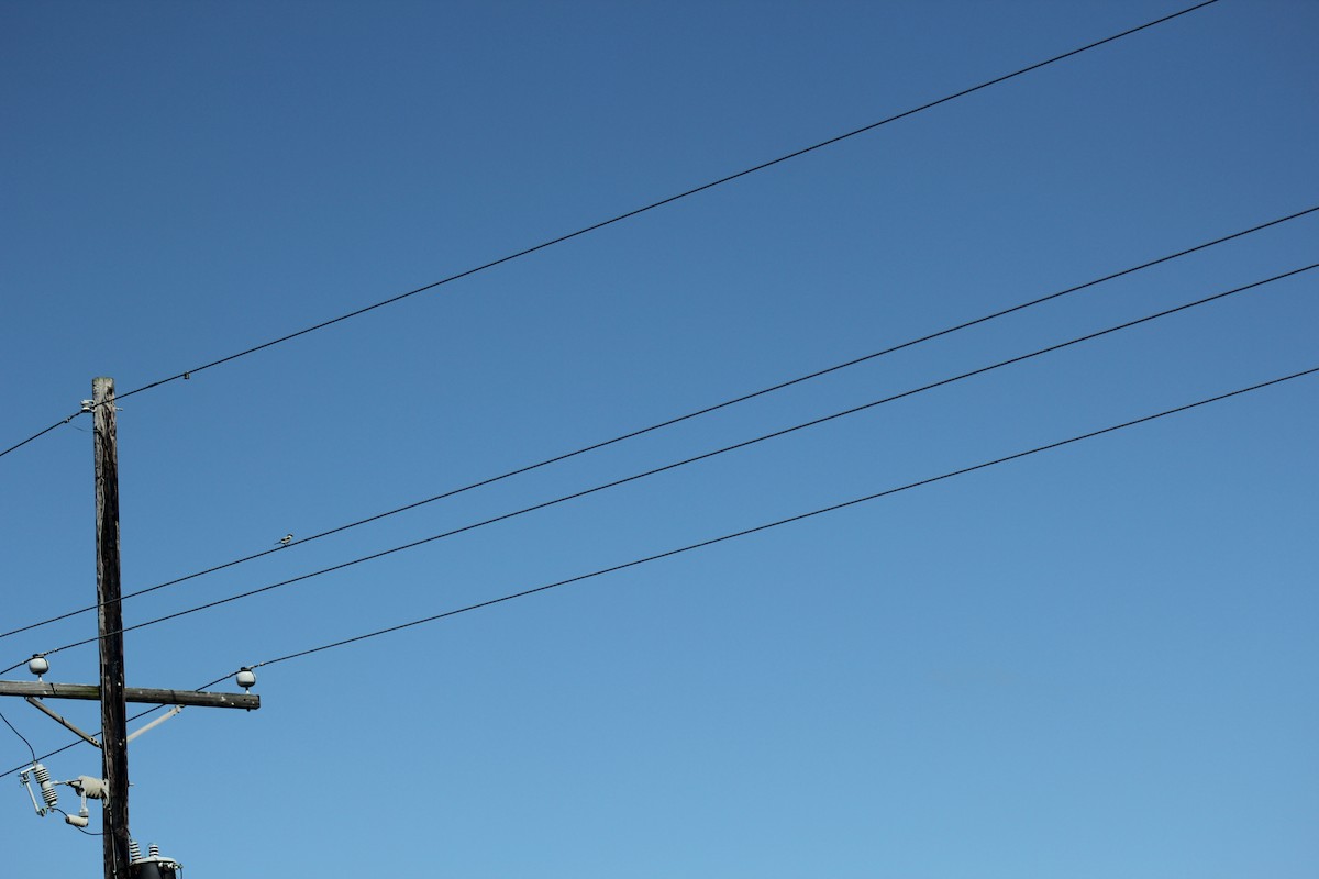 Pie-grièche migratrice - ML646645298