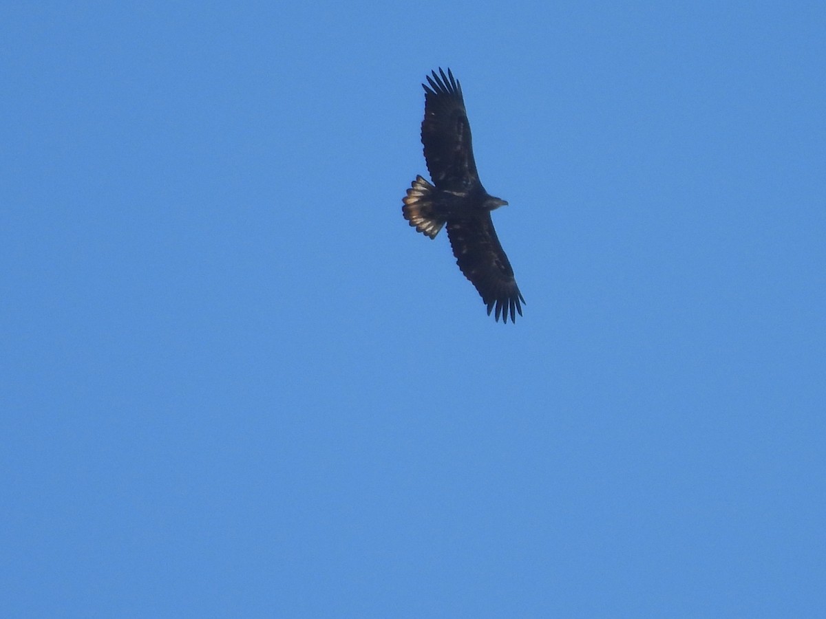 Bald Eagle - ML646645300