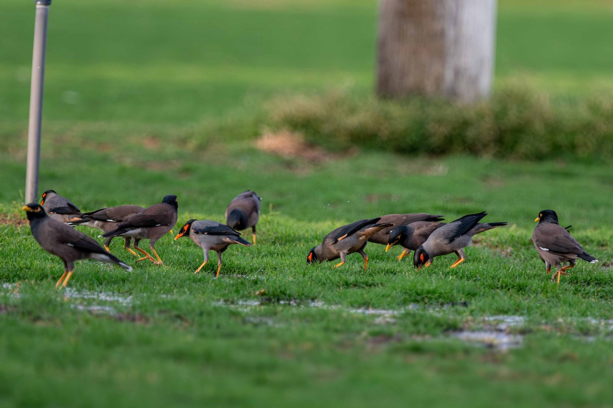 Bank Myna - ML646645302