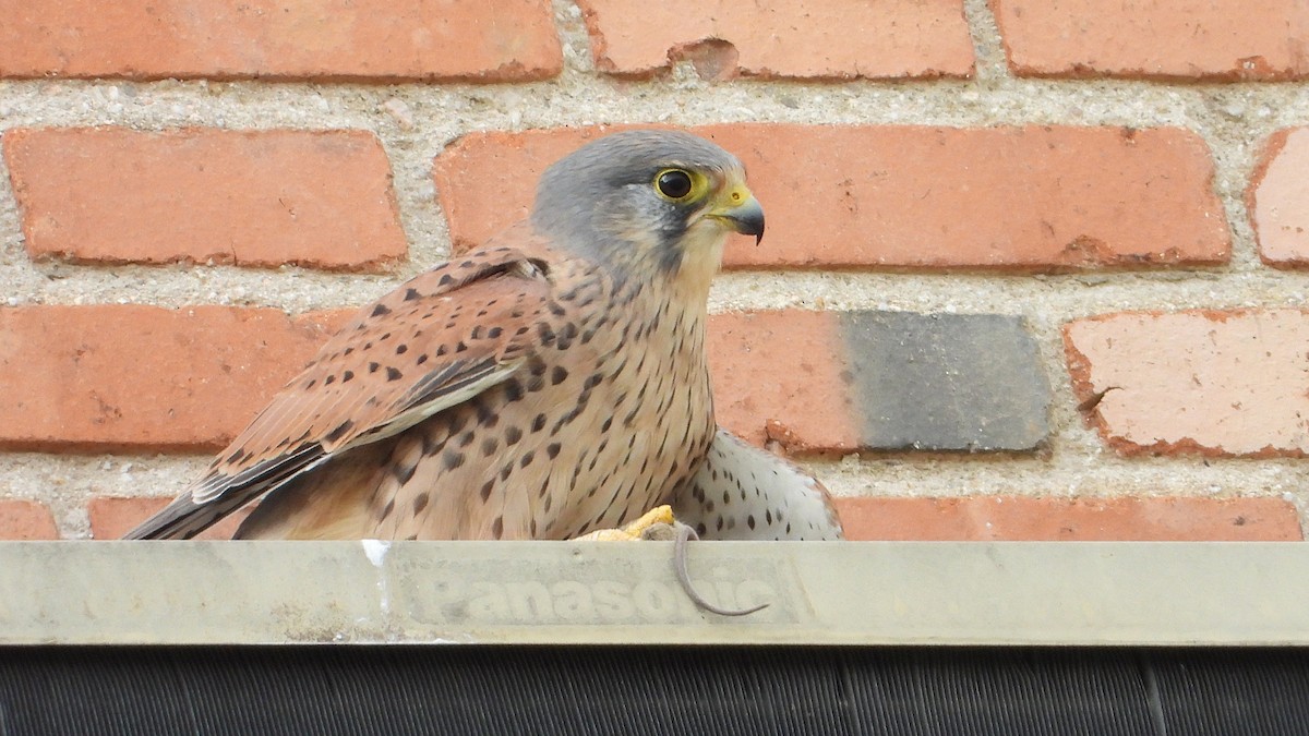 紅隼 - ML646645303