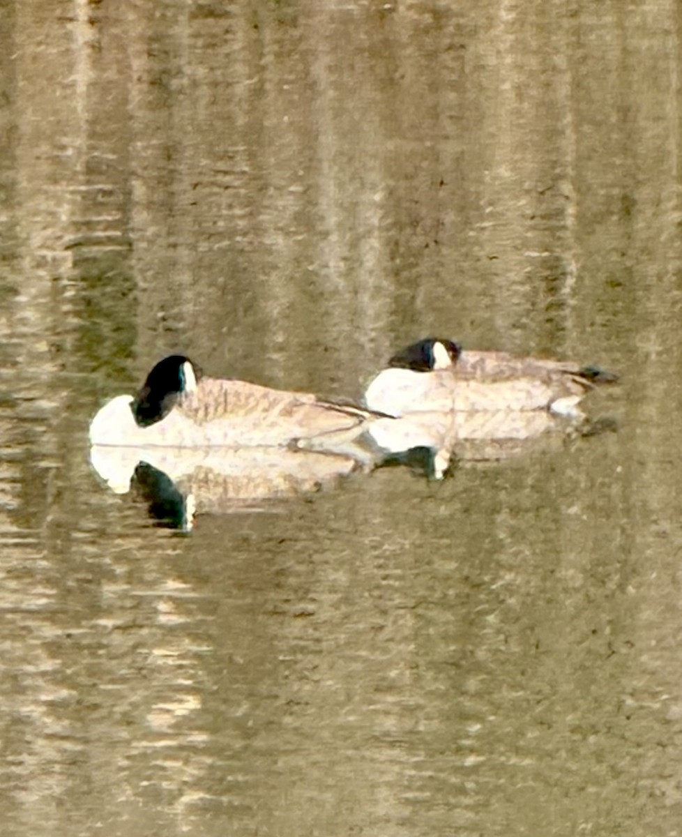 Canada Goose - ML646645306