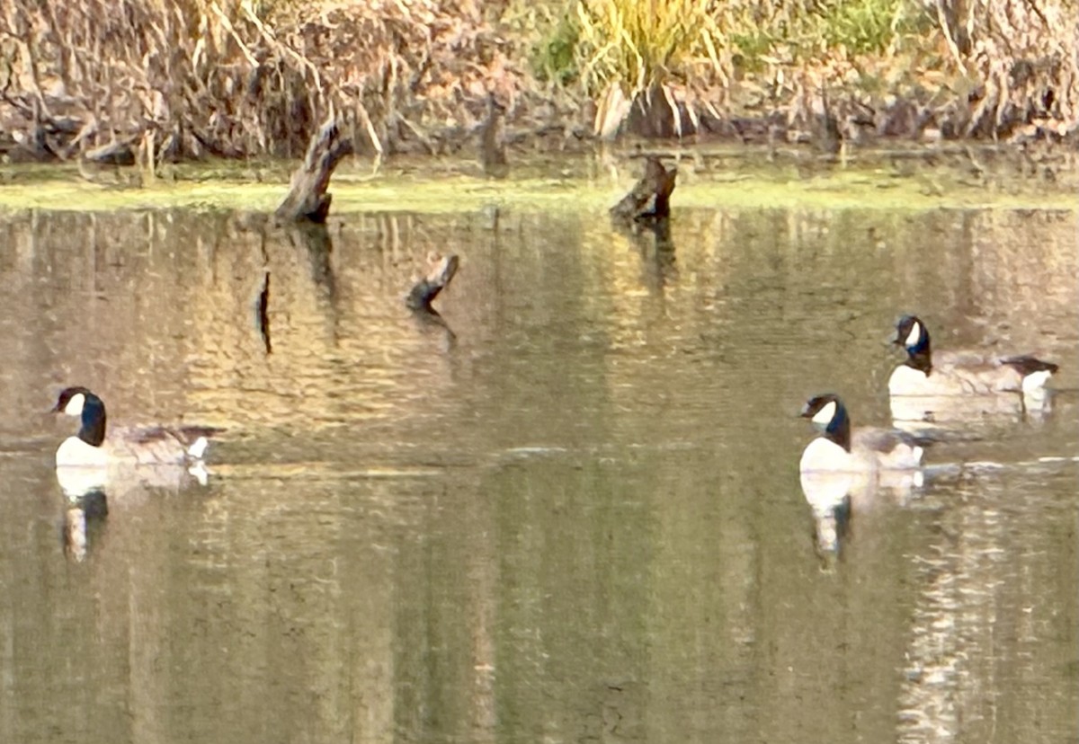 Canada Goose - ML646645307