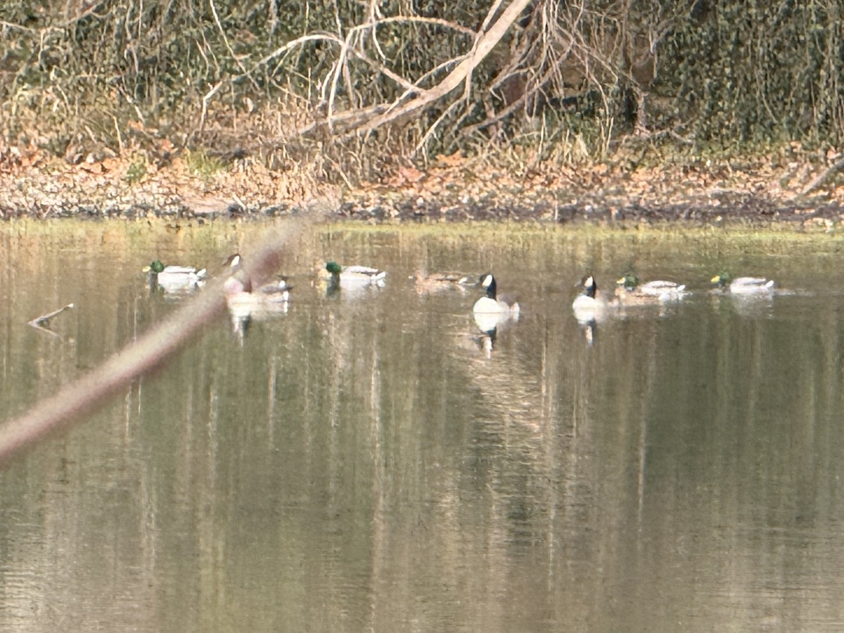 Canada Goose - ML646645308