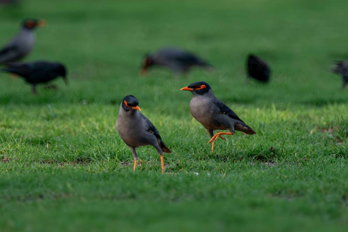 Bank Myna - ML646645310