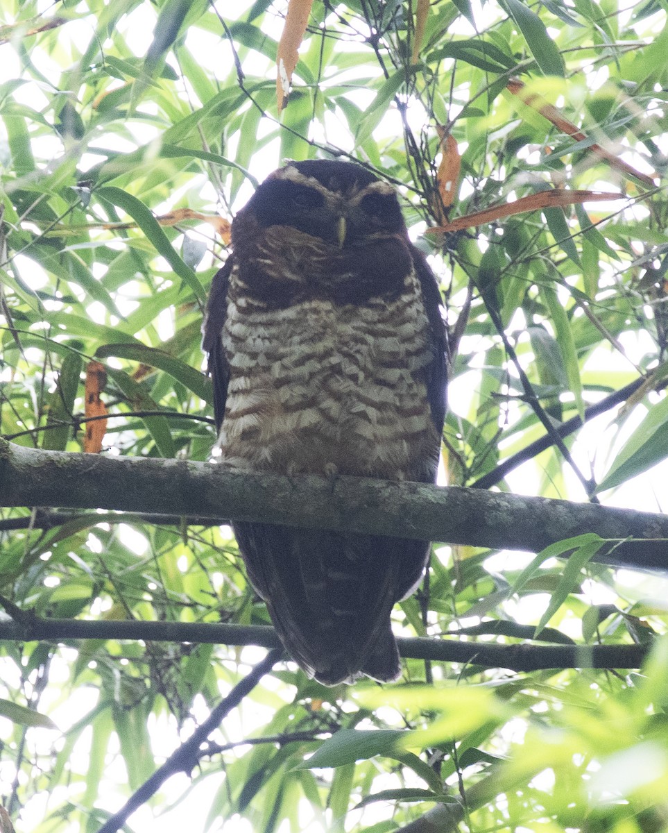 Band-bellied Owl - ML646645311