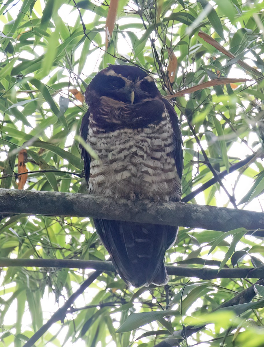 Band-bellied Owl - ML646645312