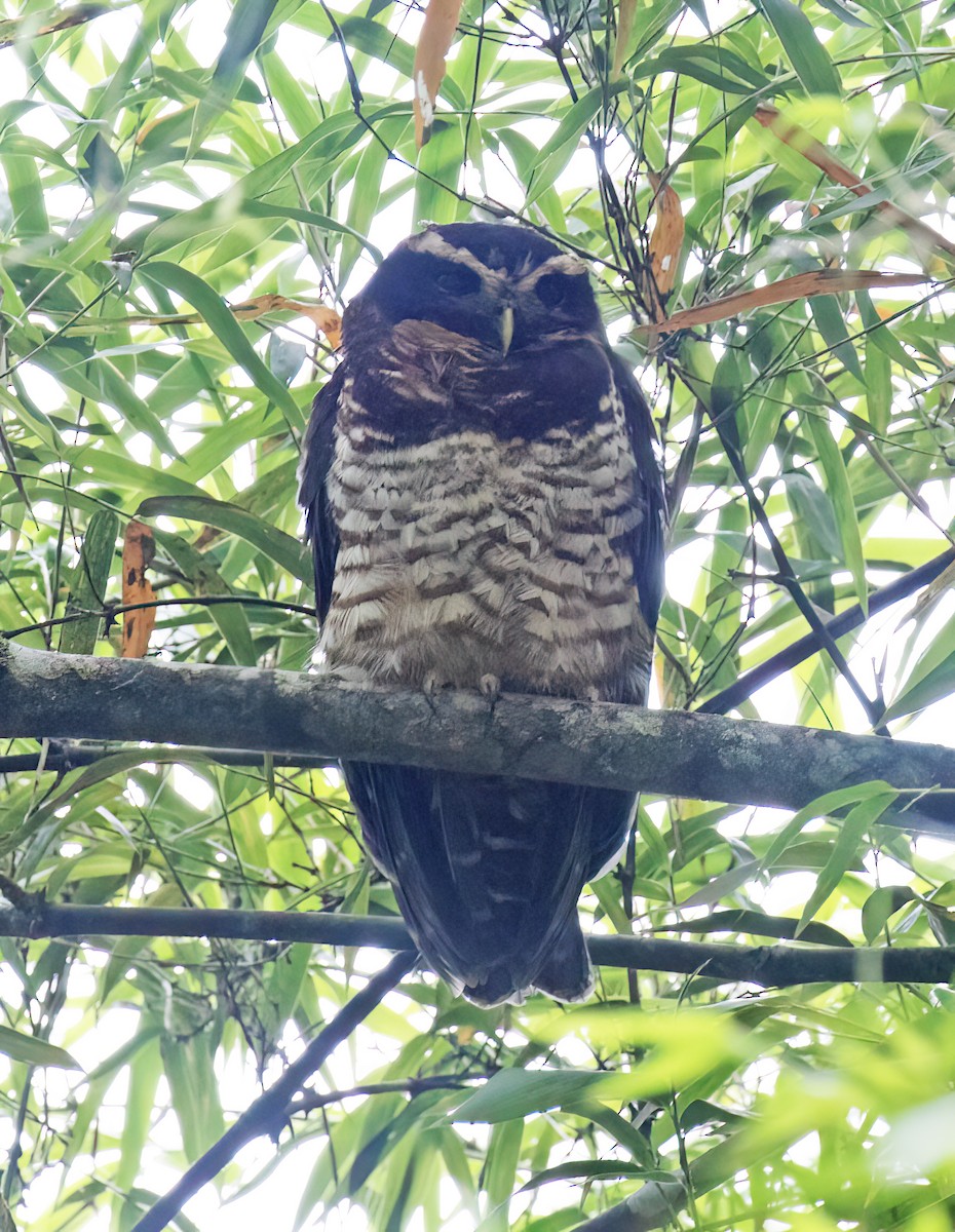 Band-bellied Owl - ML646645313