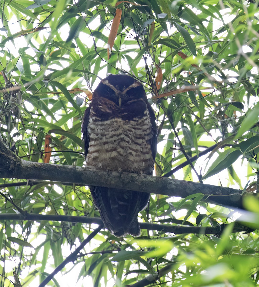 Band-bellied Owl - ML646645314