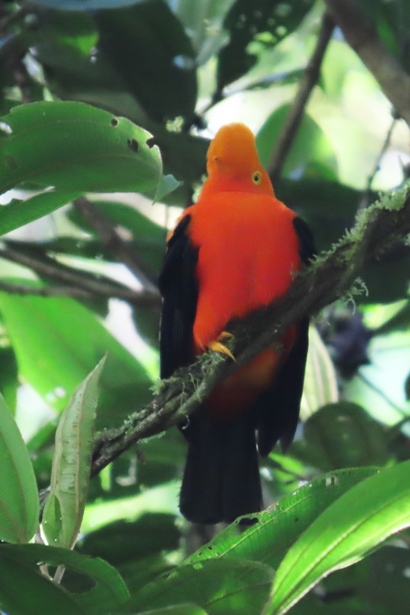 Andean Cock-of-the-rock - ML646645315